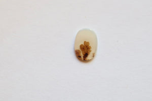 Dendritic Custom 6